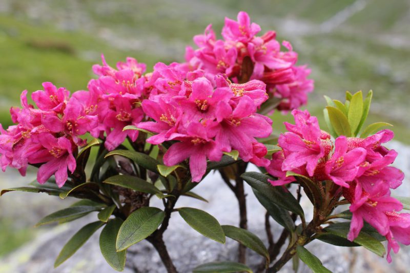 Stammzellen der Alpenrose in Piroche Produkten. Foto: Fotolia/thomas.andri