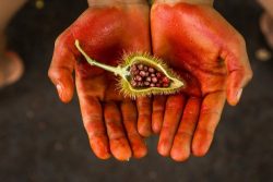 Terra Indigena Sawré Muybu. Foto: PHARMOS NATUR