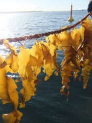 Die heimischen Laminaria-Algen werden in einem besonders schonenden Verfahren veredelt. Foto: Oceanwell
