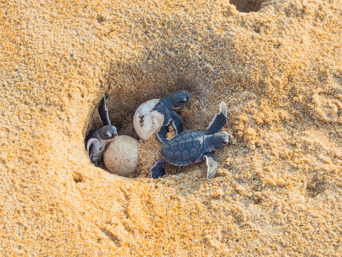 Meeresschildkröten beim Schlüpfen. Foto: oceanBASIS GmbH