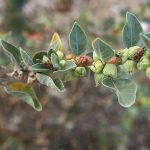Die Winterkirsche wird im Ayurveda sehr häufig eingesetzt und ist unter anderem auf effektiv bei Coronaviren. Foto: Adobe Stock/simona