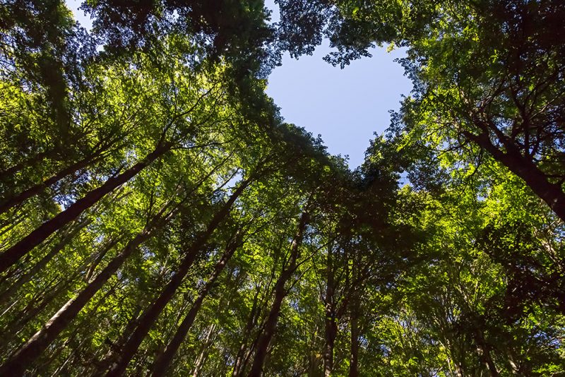 Nachhaltiges Handeln ist wichtig und sollte auch kommuniziert werden. Foto: Adobe Stock/J.M. Image Factory