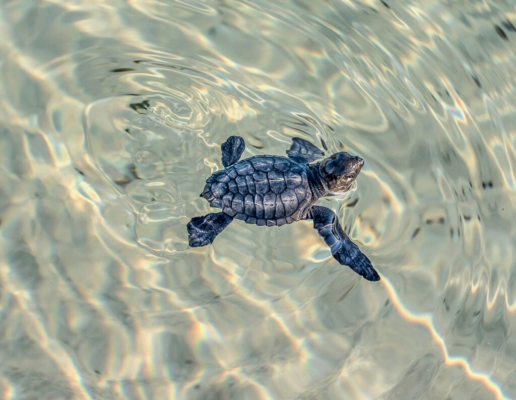 Schildkrötenschutzprojekt an der Elfenbeinküste. Foto: oceanBASIS GmbH