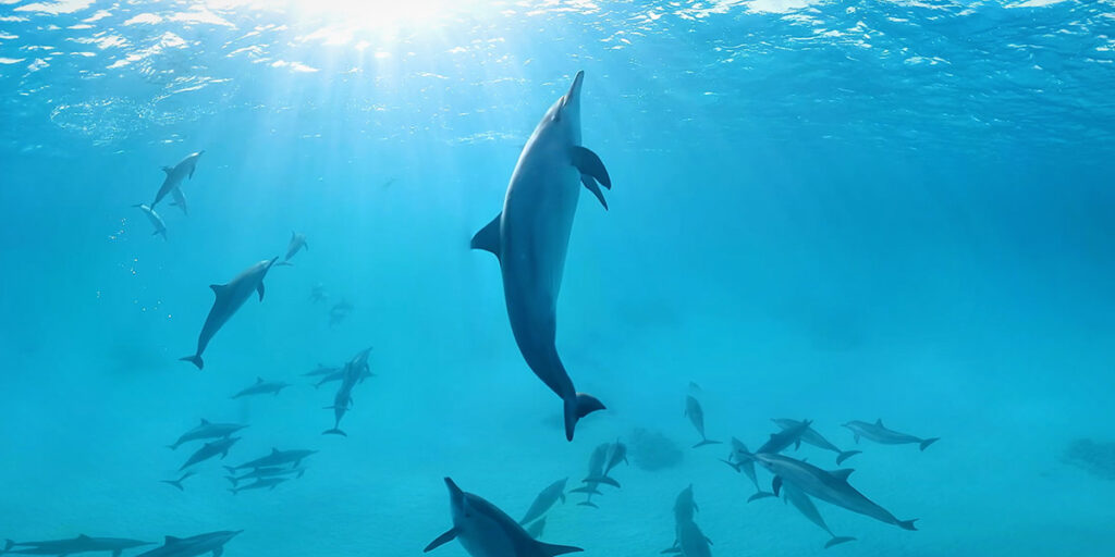 VR - Dancing with Dolphines. Foto: Magic Horizons GmbH