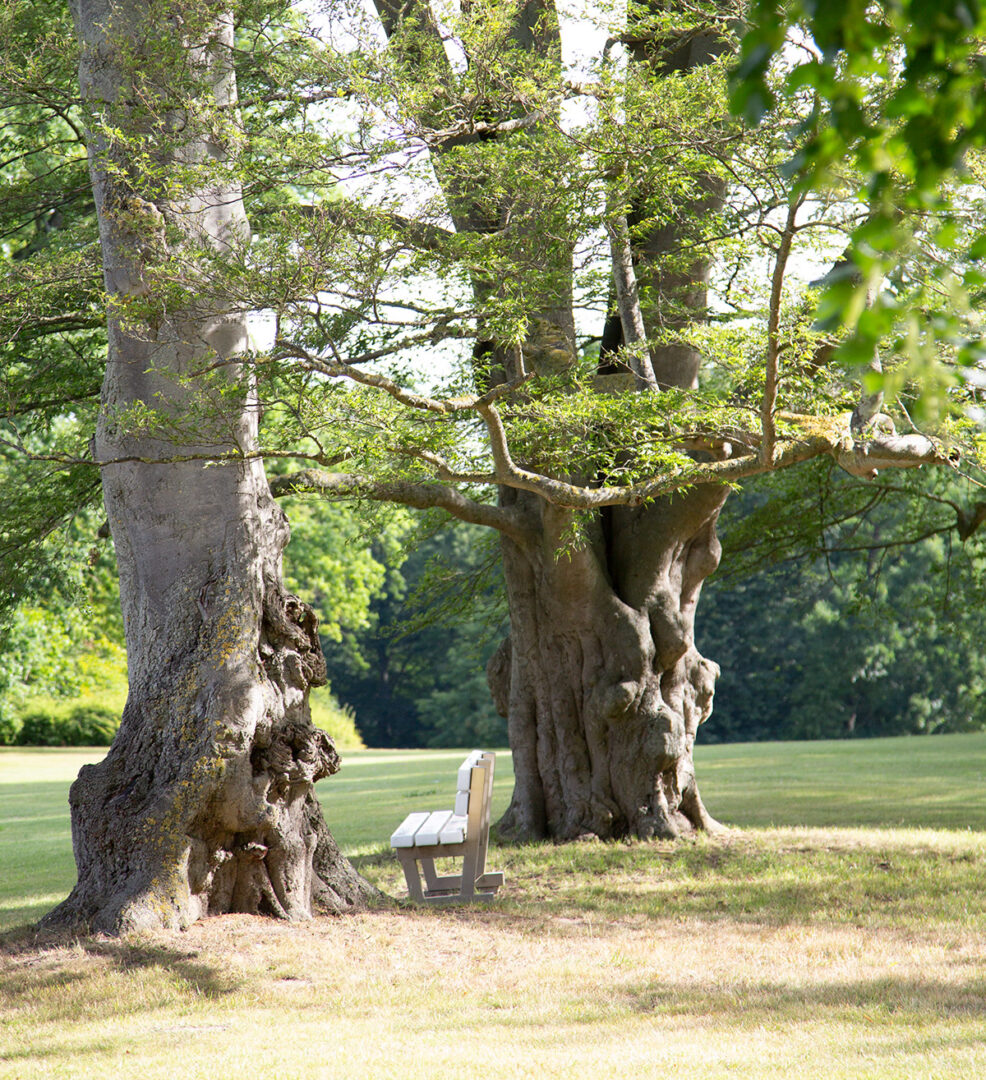 Wertvolle Gehölze beim Waldbaden. Foto: Schlosshotel Fleesensee GmbH