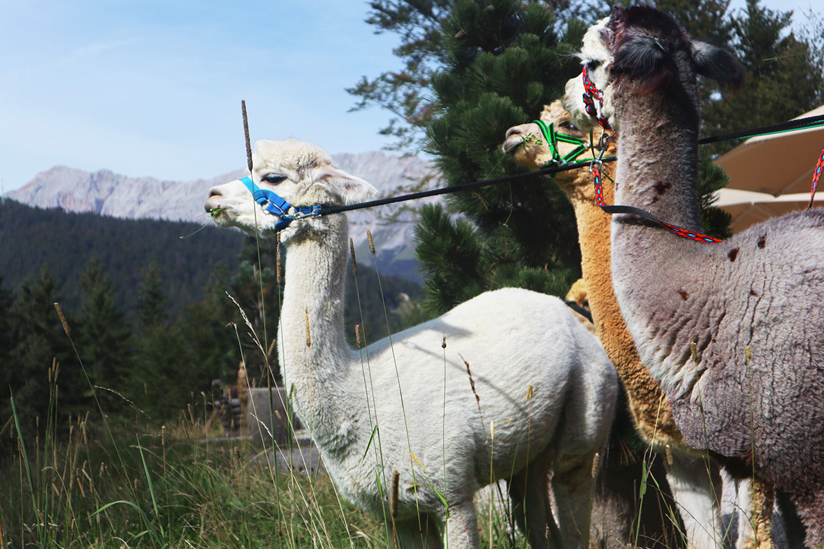 Alpakawanderung beim SpaCamp 2025. Foto: Interalpen-Hotel Tyrol