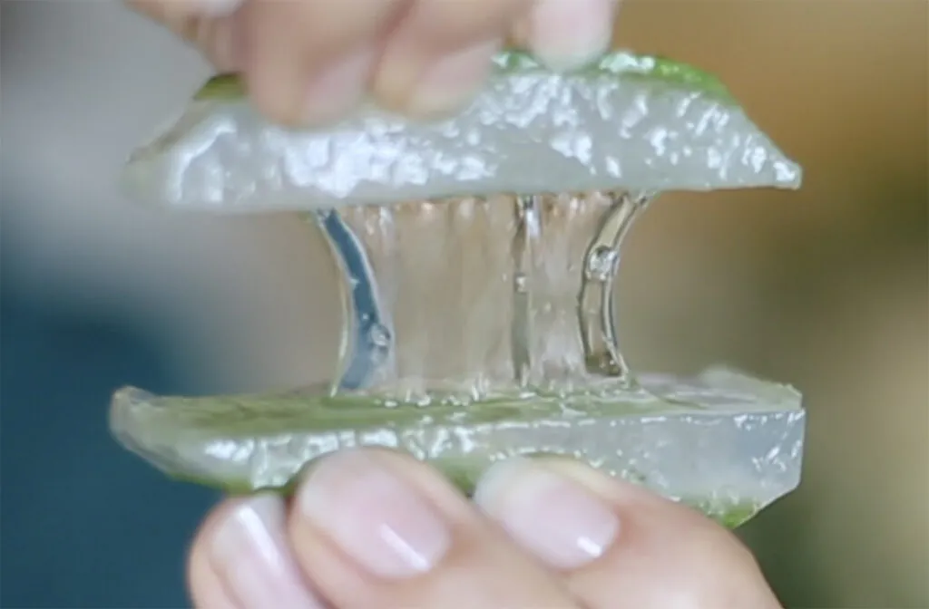 PHARMOS NATUR basiert auf 100 % Aloe Vera BioUrsaft. Foto: PHARMOS NATUR