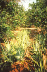 Aloe Vera Mischkultur. Foto: Pharmos Natur