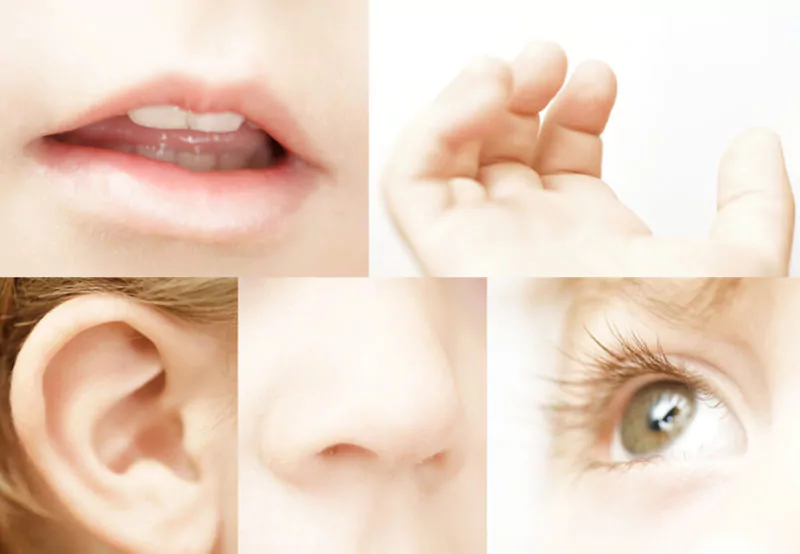 Fünf Sinne: Mund, Hand, Ohr, Nase, Auge