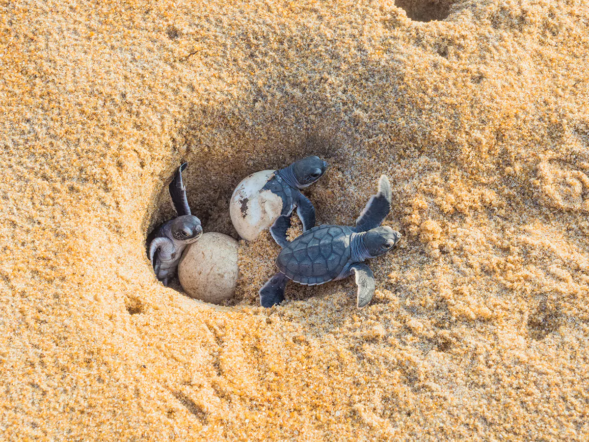 Meeresschildkröten beim Schlüpfen. Foto: oceanBASIS GmbH