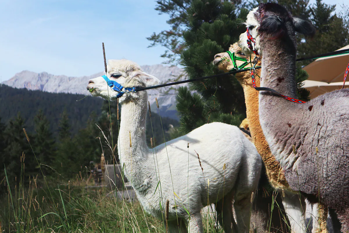 Alpakawanderung beim SpaCamp 2025. Foto: Interalpen-Hotel Tyrol
